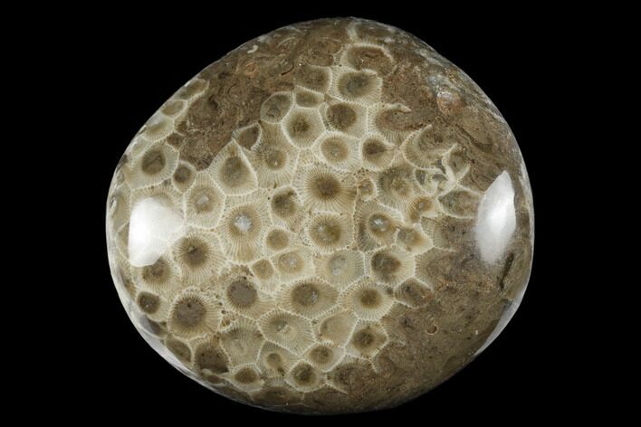Polished Petoskey Stone (Fossil Coral) - Michigan #177183